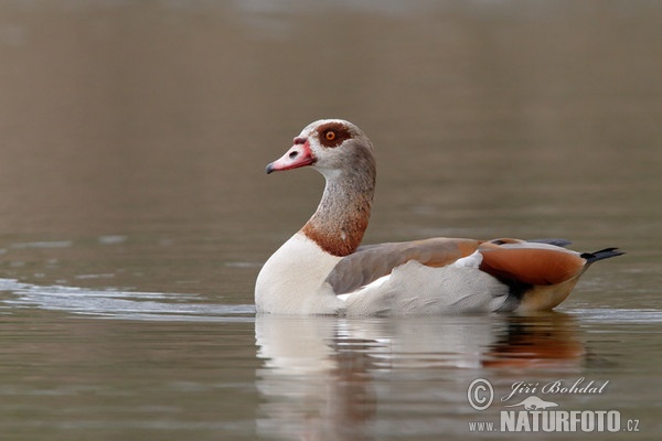 Nilgans