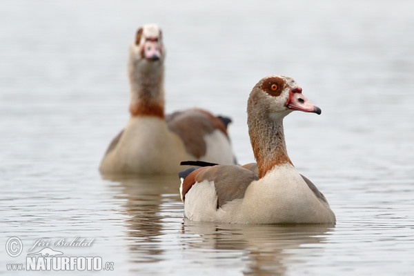 Nilgans