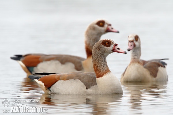 Nilgans