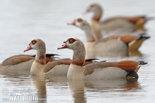 Nilgans