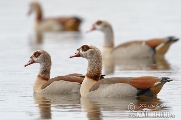 Nilgans