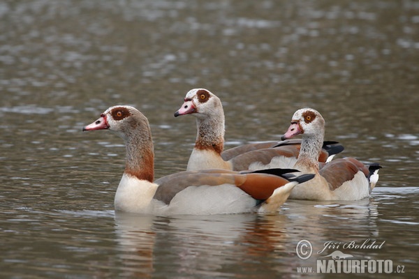 Nilgans