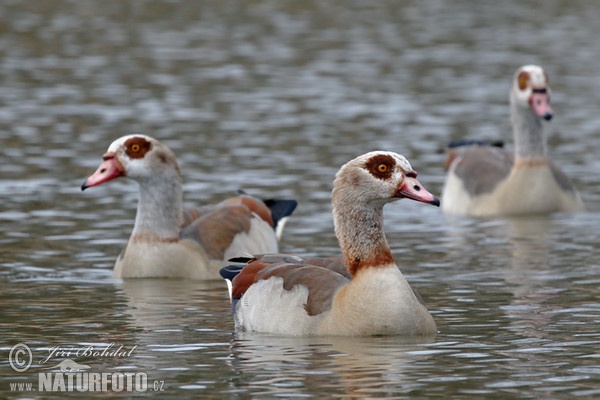 Nilgans