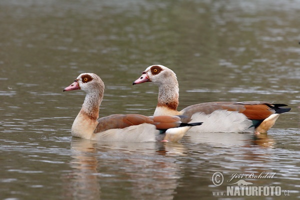 Nilgans