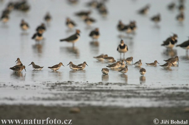 ontstrandloper