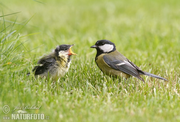 Parus major