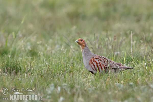 Perdix perdix