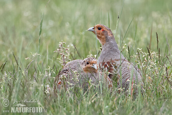 Perdix perdix