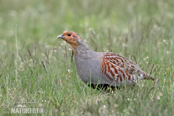 Perdix perdix