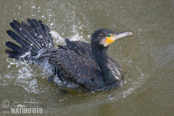 Phalacrocorax carbo