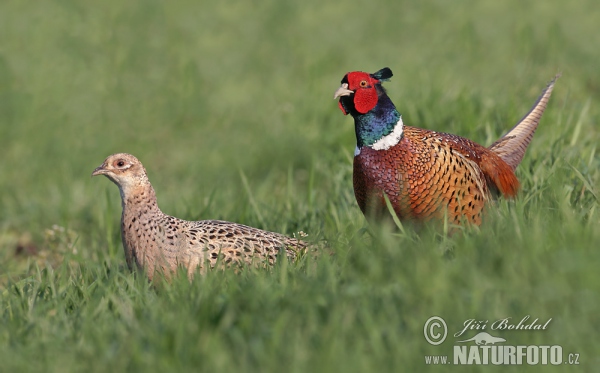 Pheasant Photos, Pheasant Images, Nature Wildlife Pictures | NaturePhoto