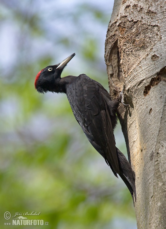 Picot negre