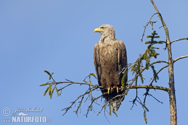 Pigargo europeo