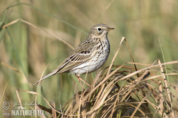 Pipit farlouse