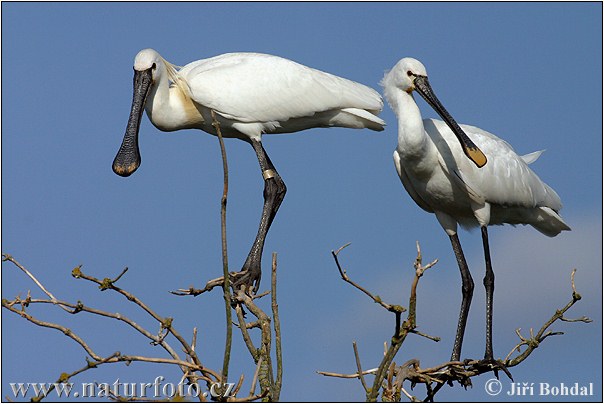 Platalea leucorodia