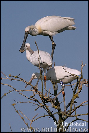 Platalea leucorodia