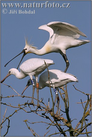 Platalea leucorodia