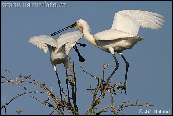 Platalea leucorodia