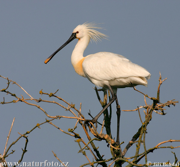 Platalea leucorodia