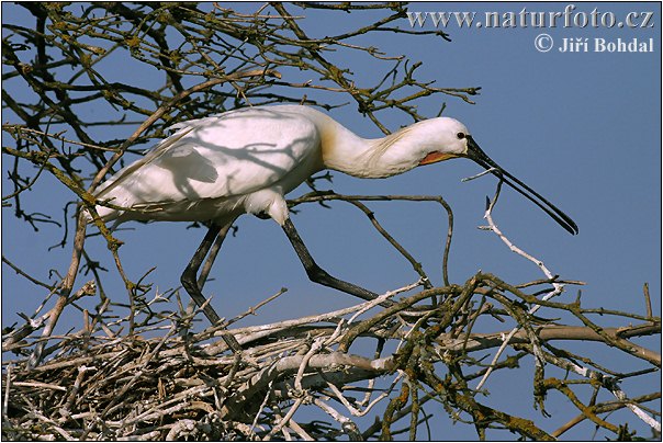 Platalea leucorodia