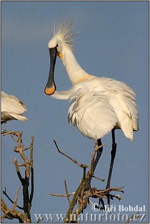 Platalea leucorodia