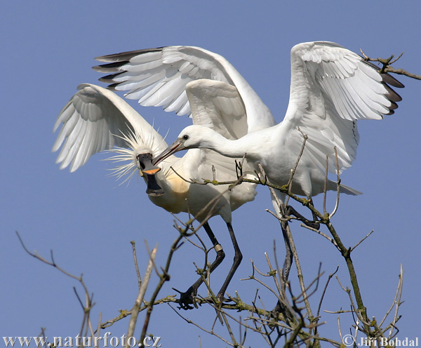 Platalea leucorodia