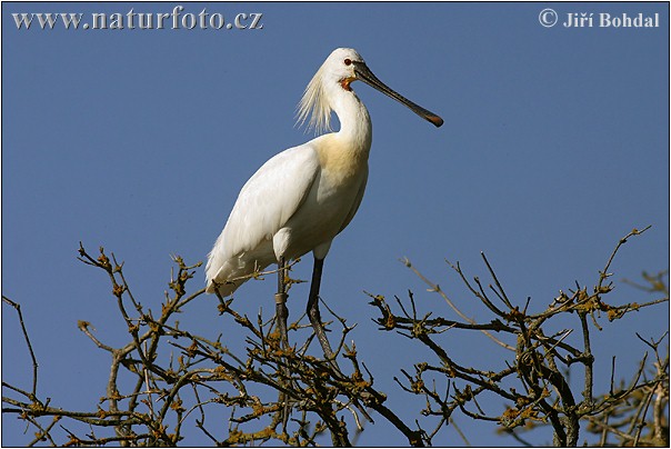 Platalea leucorodia