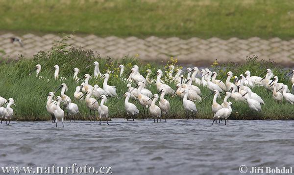 Platalea leucorodia Pictures, Spoonbill Images, Nature Wildlife Photos ...