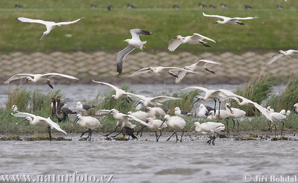 Platalea leucorodia