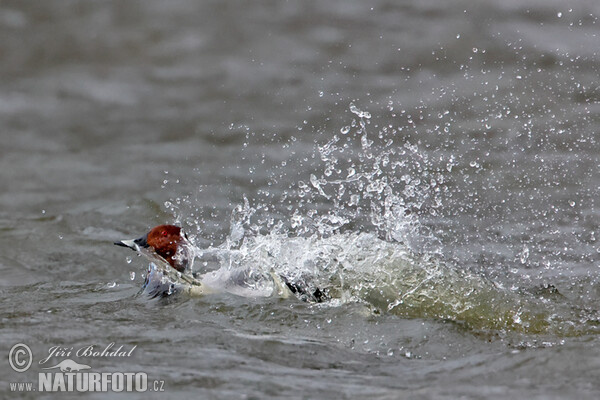 Pochard (Aythya ferina)