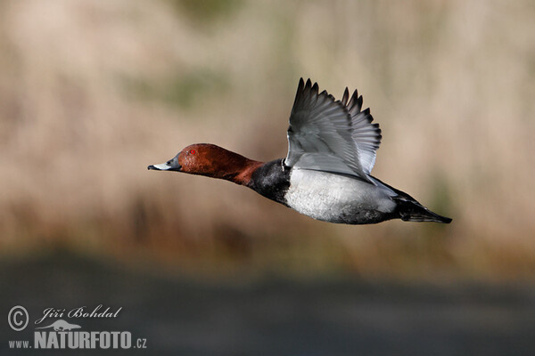 Pochard (Aythya ferina)