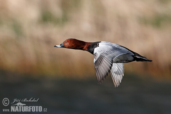 Pochard (Aythya ferina)