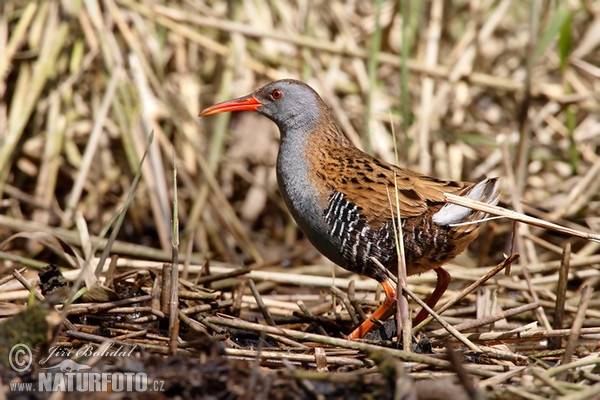 Rallus aquaticus