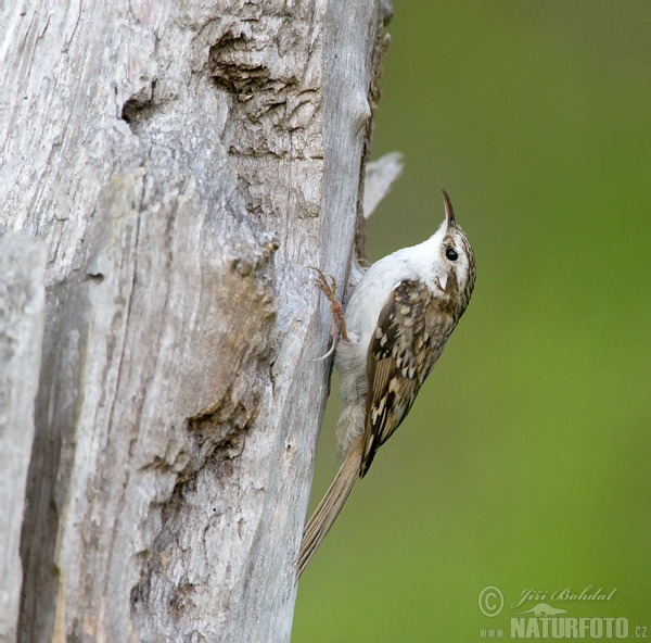 Rampichino alpestre