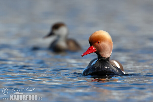 Red-crested Pochard (Netta rufina)