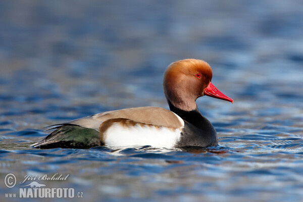 Red-crested Pochard (Netta rufina)