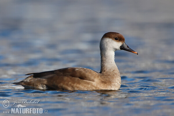 Red-crested Pochard (Netta rufina)