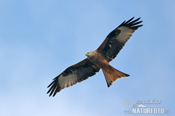 Red Kite (Milvus milvus)