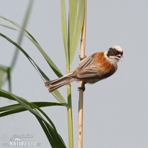 Rémiz penduline