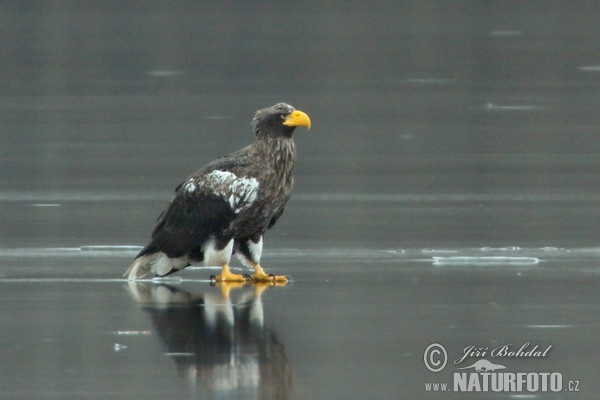 Riesenseeadler