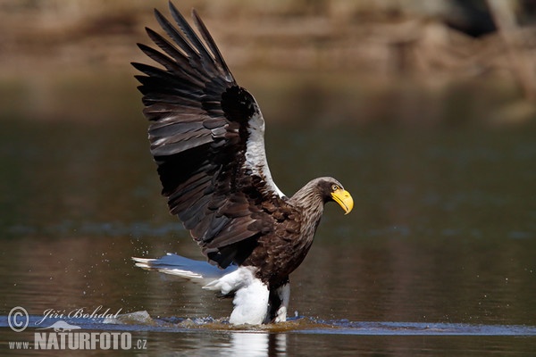 Riesenseeadler