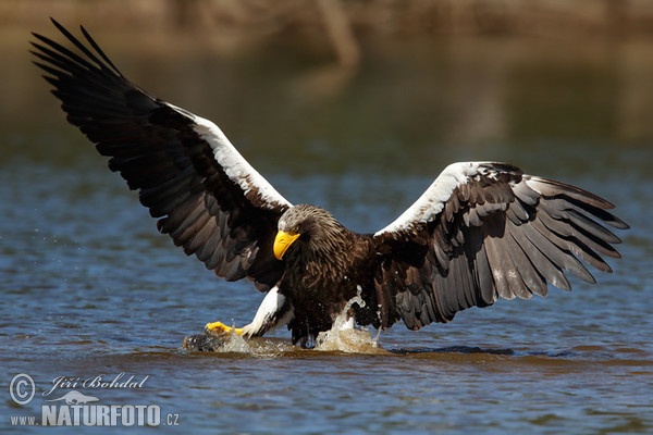 Riesenseeadler