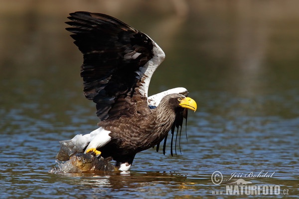 Riesenseeadler