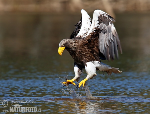 Riesenseeadler