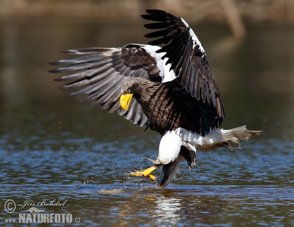 Riesenseeadler