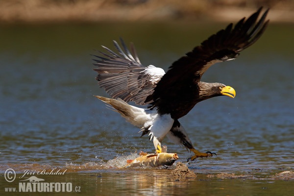 Riesenseeadler