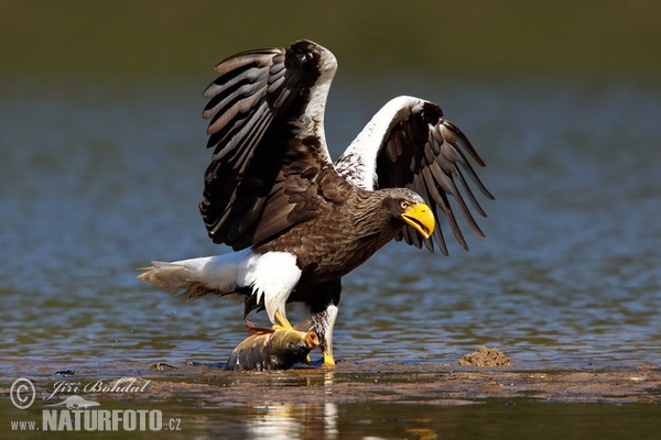 Riesenseeadler