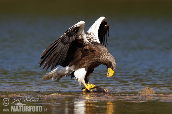 Riesenseeadler