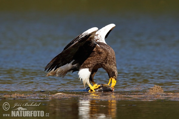 Riesenseeadler