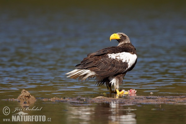 Riesenseeadler